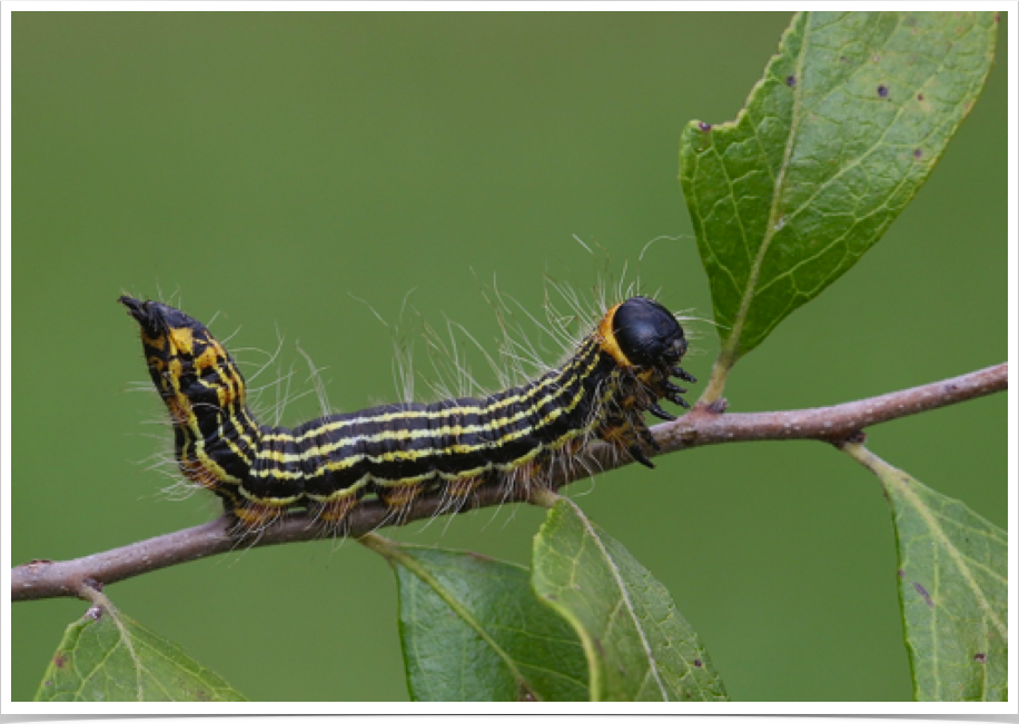 Datana ministra
Yellow-necked Caterpillar
Cherokee County, Alabama